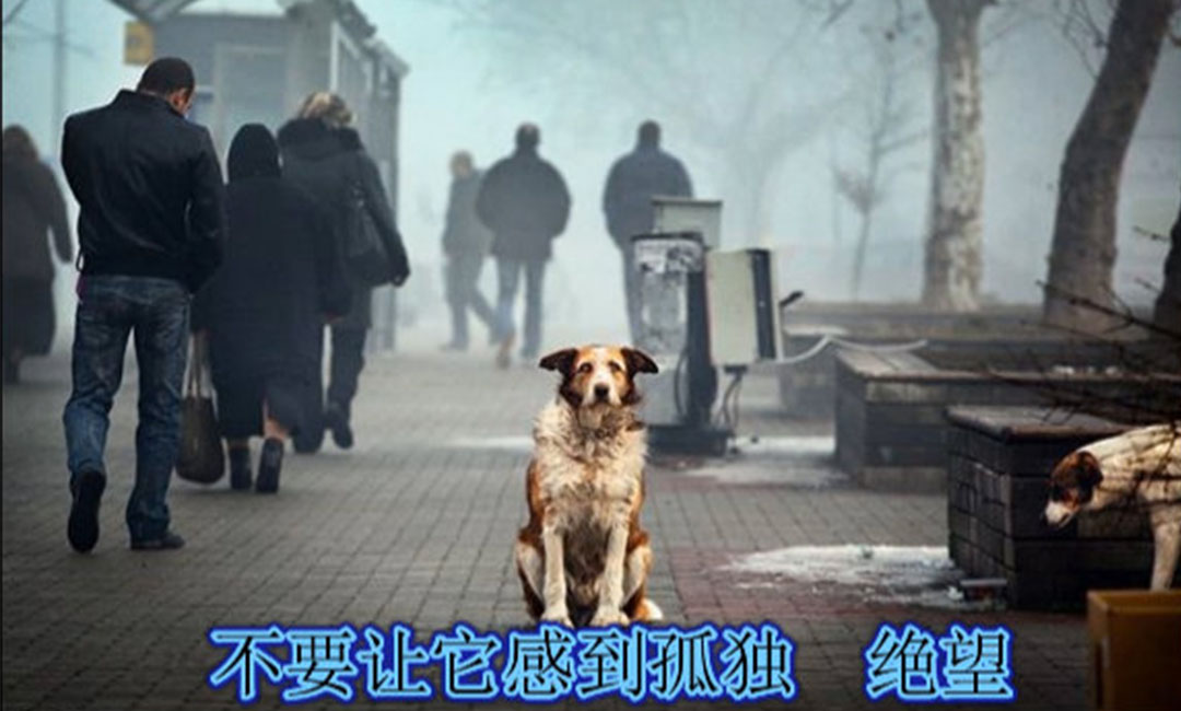陇南陇南爱影圈微博微信转发案例